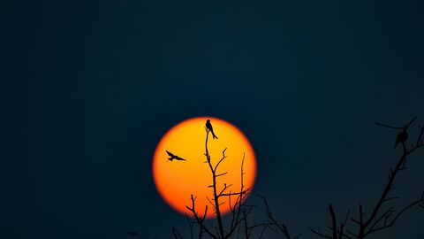 Silhouetted birds perched on branches against a vibrant orange sunset backdrop.