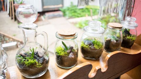 A line of glass jars with terrariums in them