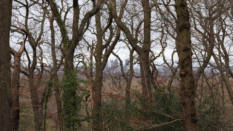Woodland trees in winter