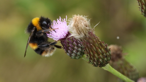 Bumblebee on purple flower