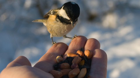 Coal tit in the hand