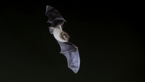 Daubenton's bat flying in the dark