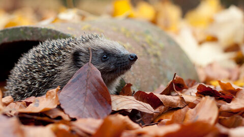 hedgehog in autumn leaves