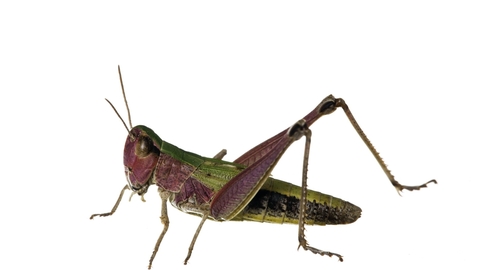 grasshopper