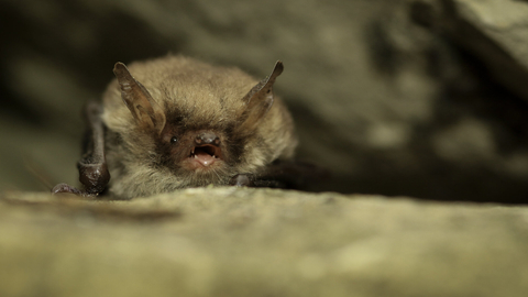 Natterer's bat perched on surface.
