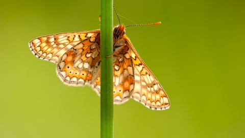 marsh fritillary