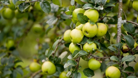 Orchard