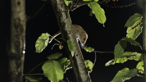 Hazel dormouse