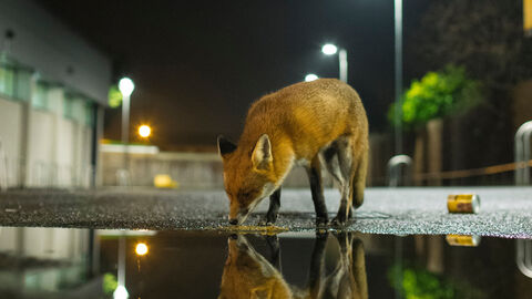 Urban Fox