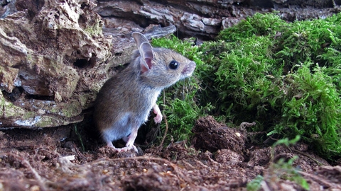 Wood mouse