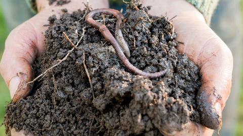 Soil in hands