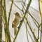 Chiffchaff on branch