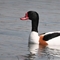 Shelduck credit Chris Farthing