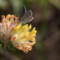 Small blue vetch butterfly on flower