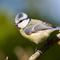 Blue tit