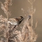 A reed bunting perched on a reed