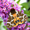 a garden tiger moth with brownpatched wings and an orange underwing with dark black spots and a furry head
