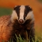 Badger 