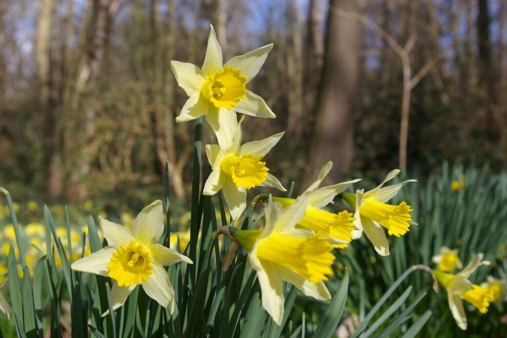 Senses of spring: sights of spring | London Wildlife Trust