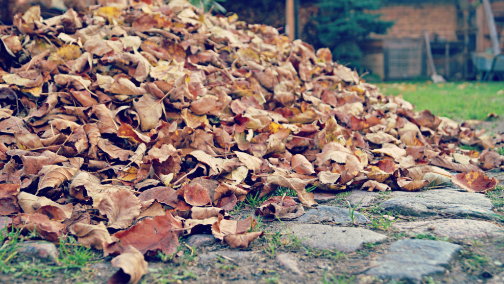 How to check your bonfire for hedgehogs | London Wildlife Trust