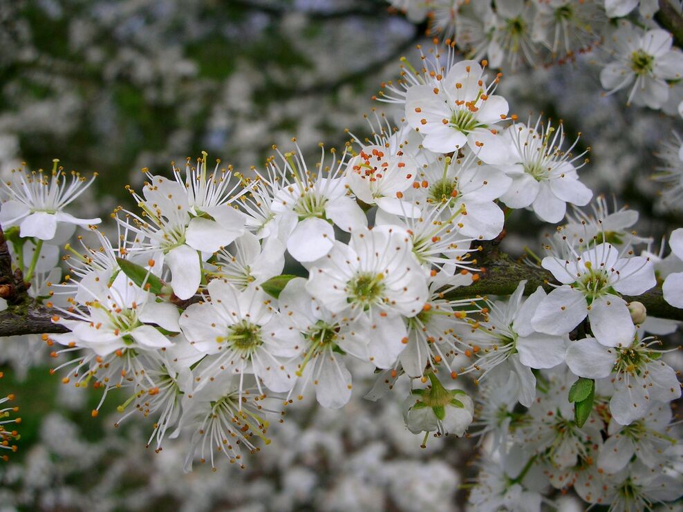 Senses of spring: smells of spring | London Wildlife Trust