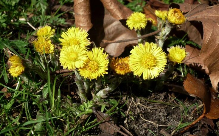Senses of spring: sights of spring | London Wildlife Trust