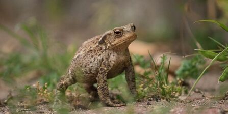 Common toad at the Centre for Wildlife Gardening, Peckham