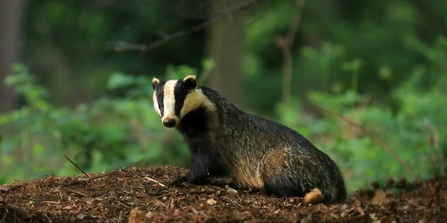 Badger (credit Jon Hawkins/Surrey Hills Photography)