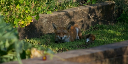 Fox at Centre for Wildlife Gardening (credit Daniel Greenwood)