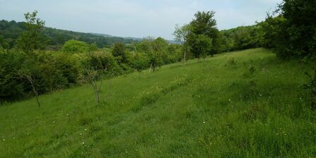 Conservation policies | London Wildlife Trust