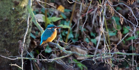 Kingfisher at Wilderness Island (credit David Fielding)