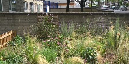 Urban garden, Lambeth
