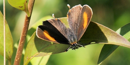 Brown hairstreak butterfly at Hutchinson's Bank