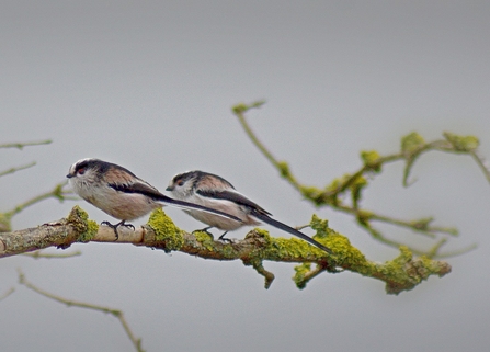 Long tailed tit at Walthamstow Wetlands