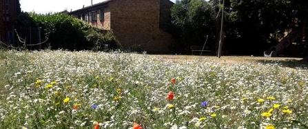 Natural Estates wildflower meadow