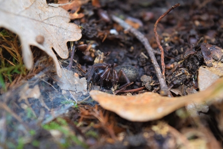 Black lace weave spider