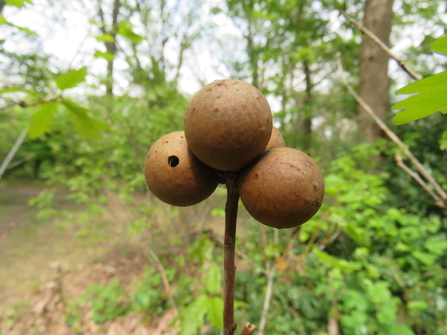 marble galls in Biggin Wood