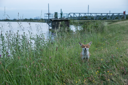 A fox with its ears pricked in long grass and wildflowers at the edge of one of the reservoirs at at Walthamstow Wetlands