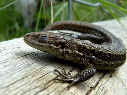 Common lizard