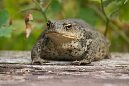 Common toad