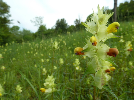 Greater yellow rattle at Hutchinson's Bank