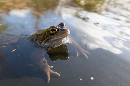 Common frog