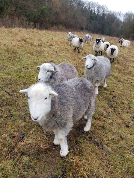 Grazing sheep 