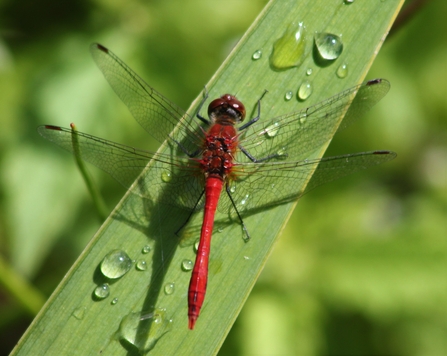Ruddy darter