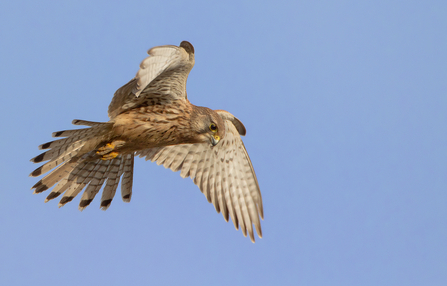 Kestrel 