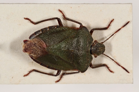 Green shield bug slide