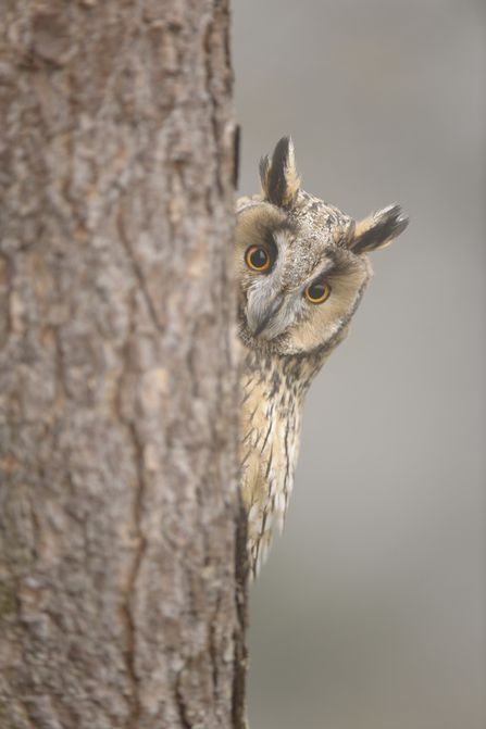 Long eared owl 