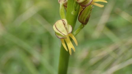 Man orchid 