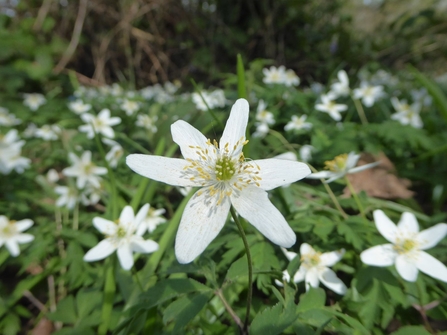 Wood anenome