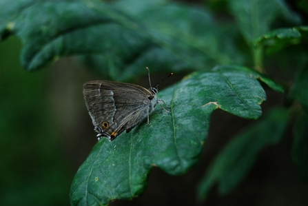 Purple hairstreak 